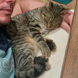 Picture of cat lost at Querqueville