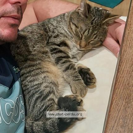 Photo 1/1 Gringo Chat lost in Querqueville