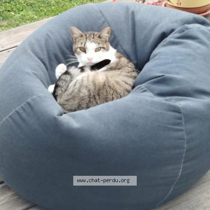 Photo 1/1 SAKURA Chat lost in Pitres