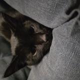 Picture of cat found at Contay