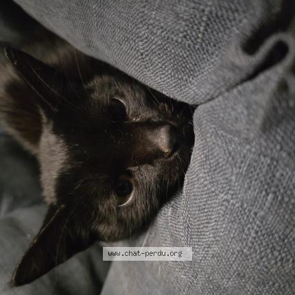 Photo 1/1 Found cat Found in Contay