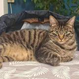 Picture of cat lost at Saint Seurin Sur L Isle