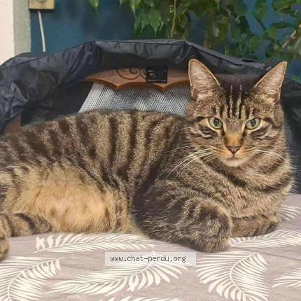 Photo 1/1 Hercule Chat lost in Saint seurin sur l isle