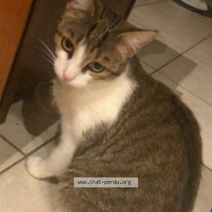 Photo 1/1 Salem Chat lost in Angers