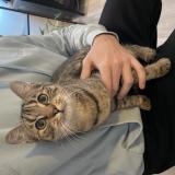 Picture of cat found at Montargis