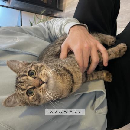 Photo 1/1 Found cat Found in Montargis