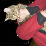 Picture of cat found at Besancon