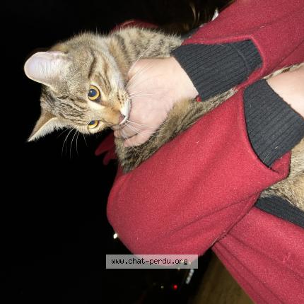 Photo 1/1 Found cat Found in Besancon