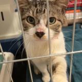 Picture of cat found at Tosse