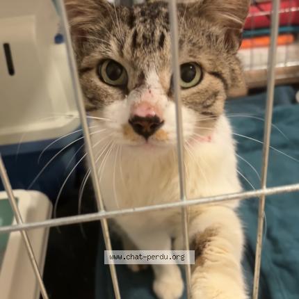 Photo 2/2 Found cat Found in Tosse