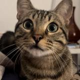 Picture of cat lost at Montpellier