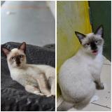 Picture of cat lost at Singapore