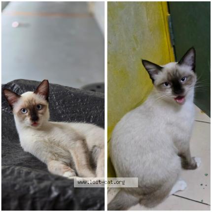 Photo 1/1 Ola Chat lost in Singapore