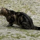 Picture of cat lost at Chilleurs Aux Bois