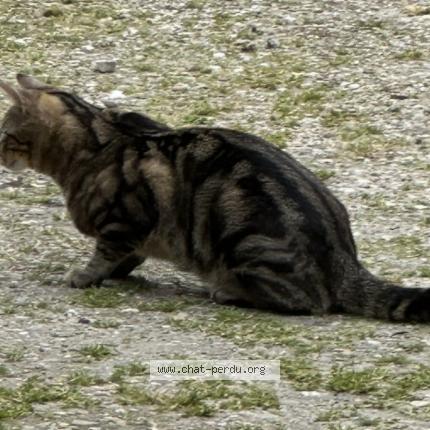 Photo 1/1 Nori Chat lost in Chilleurs aux bois