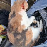 Picture of cat found at Brou