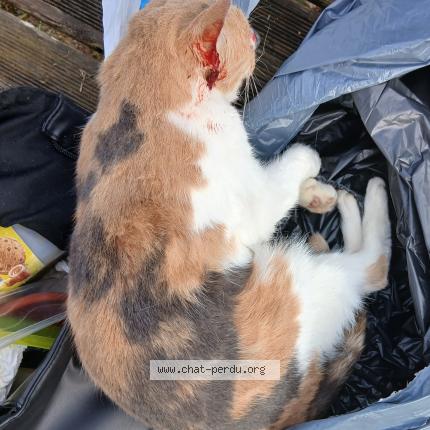 Photo 1/1 Found cat Found in Brou