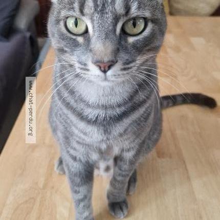 Photo 1/1 Shakti Chat lost in Monfort sur argens