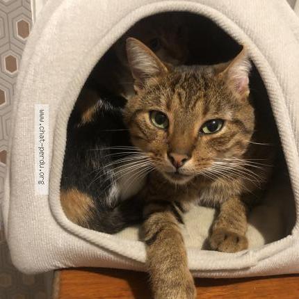 Photo 1/1 Mendes Chat lost in Rosporden