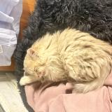 Picture of cat found at Chatillon Coligny