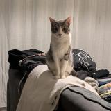 Picture of cat found at Montpellier