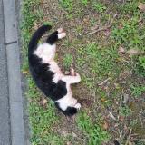 Picture of cat found at Castanet Tolosan