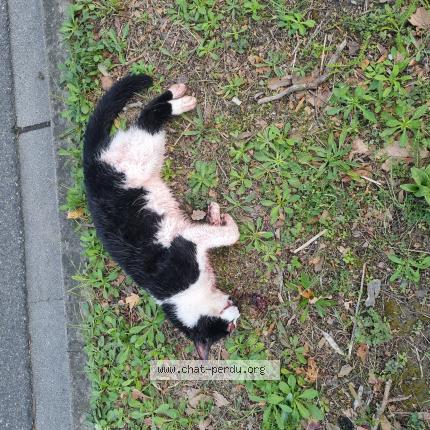 Photo 1/1 Found cat Found in Castanet tolosan