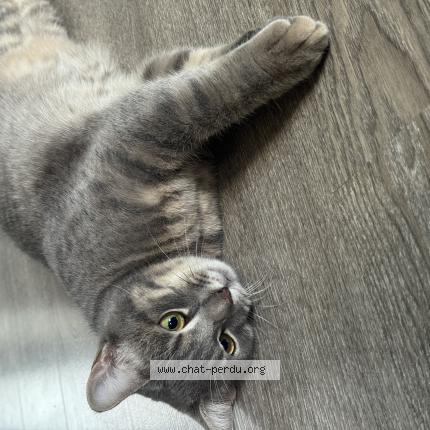 Photo 1/1 Meeko Chat lost in Vernou la celle sur seine