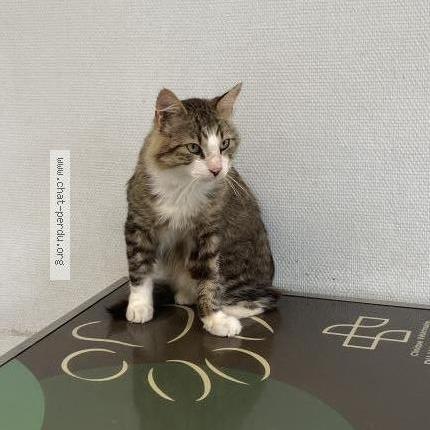 Photo 1/1 Raven anciennement Brikenstock Chat lost in Gorges