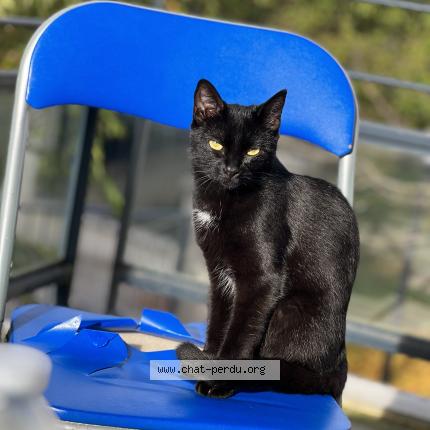 Photo 1/1 Poupouille Chat lost in Longpont sur orge