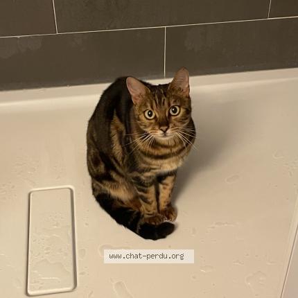 Photo 1/1 Samira Chat lost in Coaraze