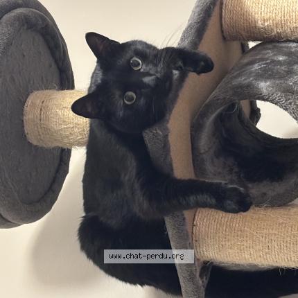 Photo 1/1 Swan Chat lost in Martigues