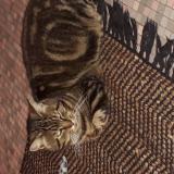 Picture of cat found at Lamorlaye