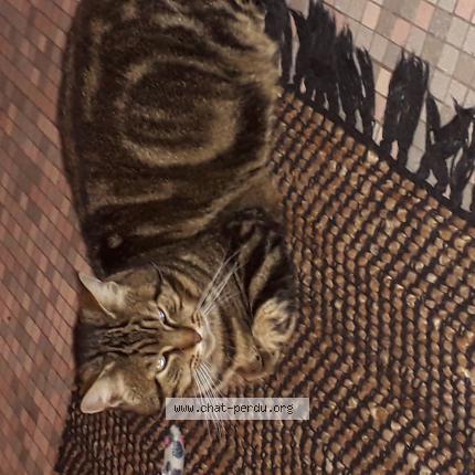 Photo 1/1 Found cat Found in Lamorlaye