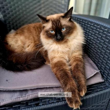 Photo 1/1 POUCHOK Chat lost in Jette