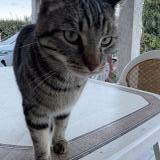 Picture of cat found at Saint Sulpice La Pointe