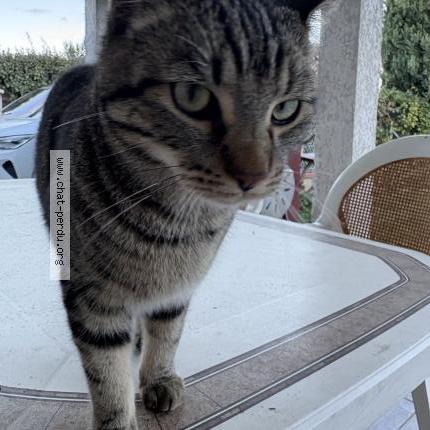 Photo 1/4 Found cat Found in Saint sulpice la pointe