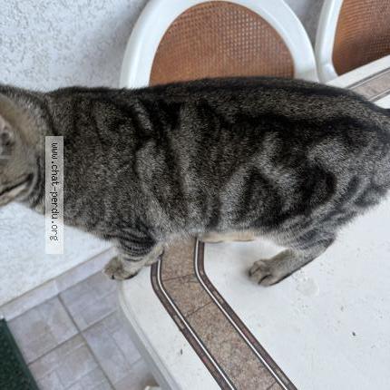 Photo 2/4 Found cat Found in Saint sulpice la pointe