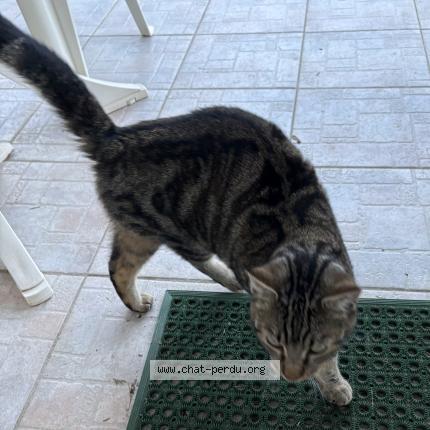 Photo 3/4 Found cat Found in Saint sulpice la pointe