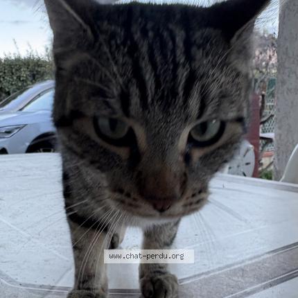 Photo 4/4 Found cat Found in Saint sulpice la pointe