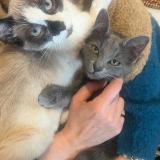 Picture of cat lost at La Chatre