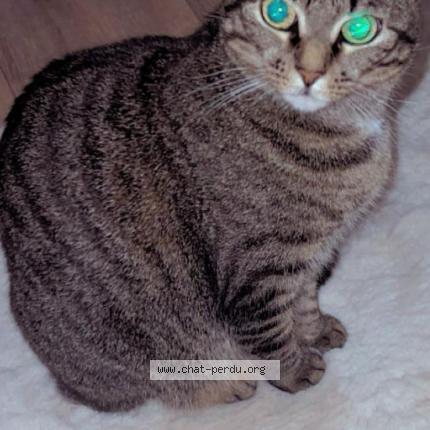 Photo 1/1 Zayna Chat lost in Bruxelles