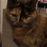 Picture of cat lost at Sancoins