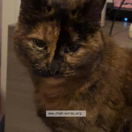 Photo 1/1 Tokyo Chat lost in Sancoins