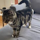 Picture of cat found at Watermael Boitsfort