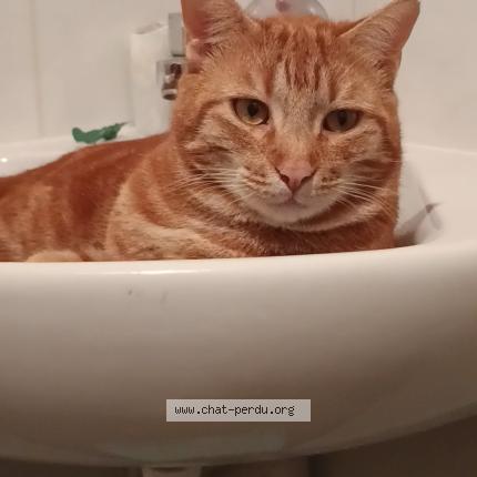 Photo 1/1 Nanoun Chat lost in Montauban