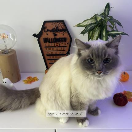 Photo 1/1 Jade Chat lost in Lapugnoy