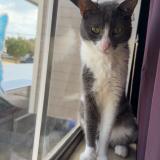 Picture of cat lost at Houston