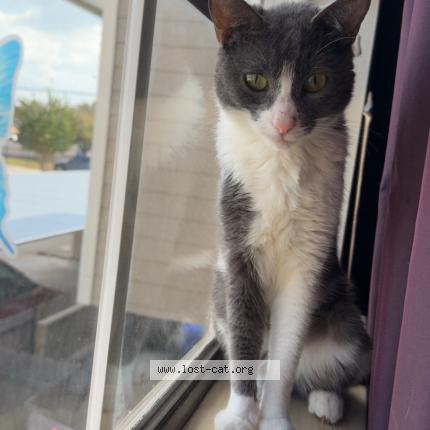 Photo 1/1 Sprite Chat lost in Houston