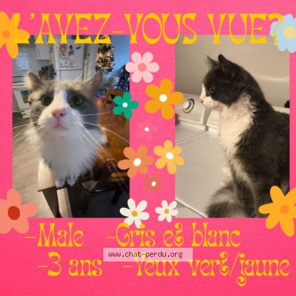 Photo 1/1 Domino Chat lost in St jean sur richelieu